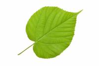 Tilleul à grandes feuilles - feuille (Tilia grandifolia)